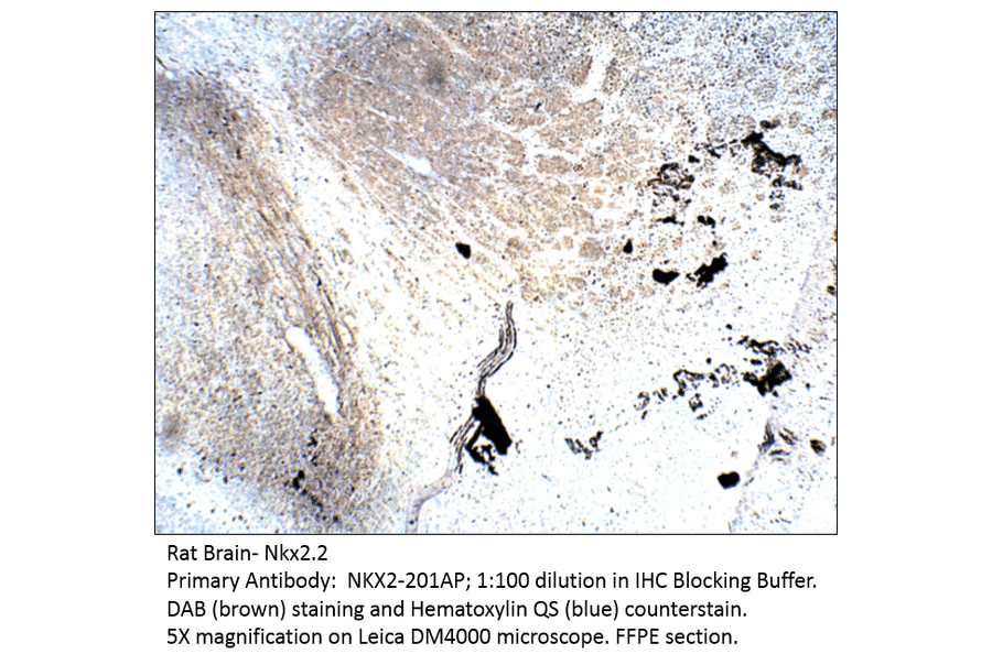Anti-Nkx2.2 Antibody from FabGennix (NKX2-201AP) - Antibodies.com