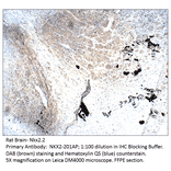 Anti-Nkx2.2 Antibody from FabGennix (NKX2-201AP) - Antibodies.com