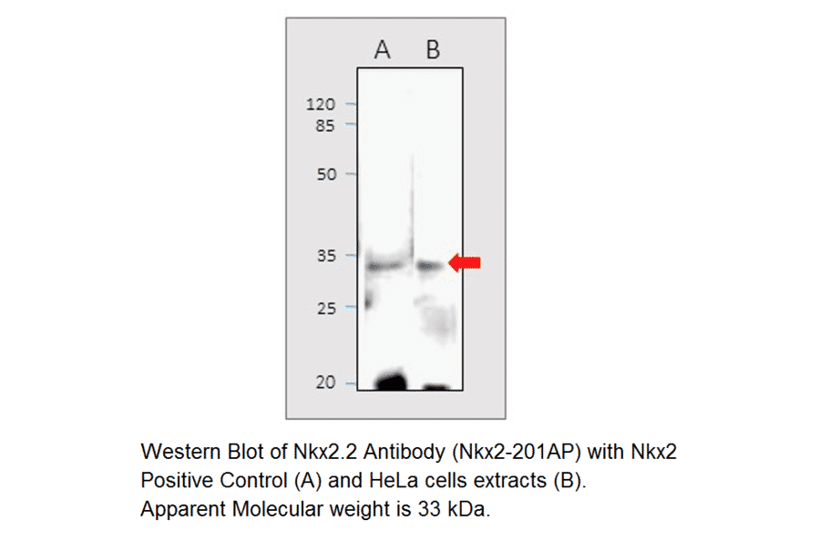 Anti-Nkx2.2 Antibody from FabGennix (NKX2-201AP) - Antibodies.com