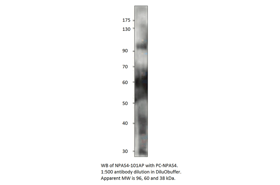 Anti-Npas4 Antibody from FabGennix (NPAS4-101AP) - Antibodies.com
