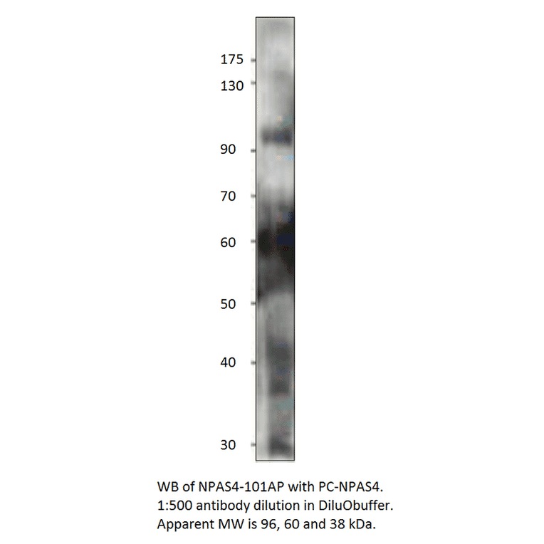 Anti-Npas4 Antibody from FabGennix (NPAS4-101AP) - Antibodies.com