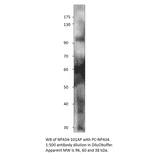 Anti-Npas4 Antibody from FabGennix (NPAS4-101AP) - Antibodies.com