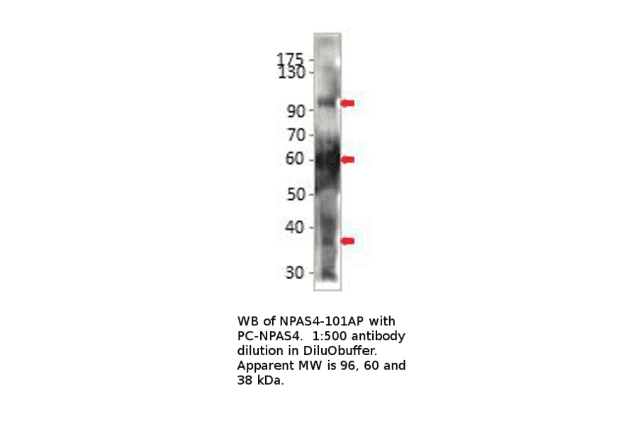 Anti-Npas4 Antibody from FabGennix (NPAS4-101AP) - Antibodies.com