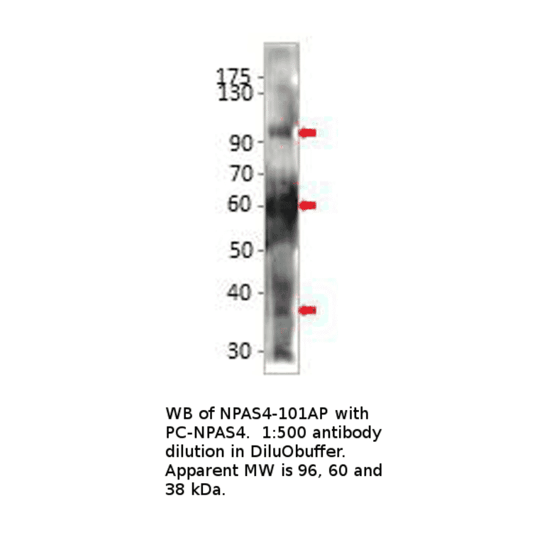 Anti-Npas4 Antibody from FabGennix (NPAS4-101AP) - Antibodies.com