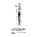 Anti-Npas4 Antibody from FabGennix (NPAS4-101AP) - Antibodies.com