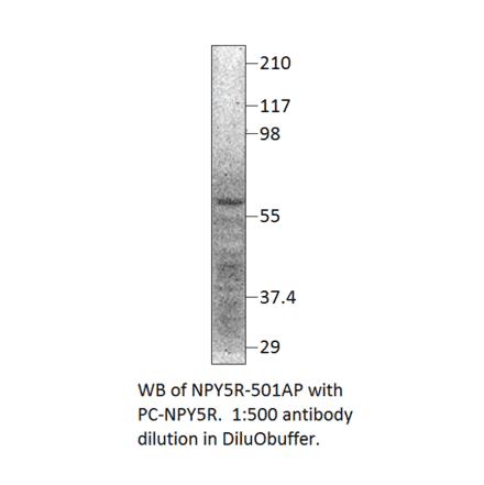Anti-NPY5R Antibody from FabGennix (NPY5R-501AP) - Antibodies.com