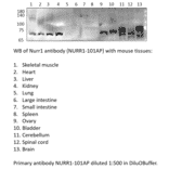 Anti-Nurr1 Antibody from FabGennix (NURR1-101AP) - Antibodies.com