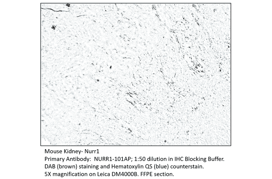 Anti-Nurr1 Antibody from FabGennix (NURR1-101AP) - Antibodies.com