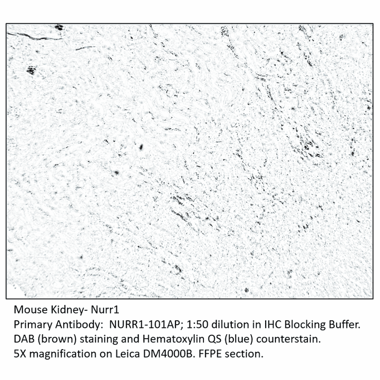 Anti-Nurr1 Antibody from FabGennix (NURR1-101AP) - Antibodies.com