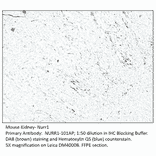 Anti-Nurr1 Antibody from FabGennix (NURR1-101AP) - Antibodies.com