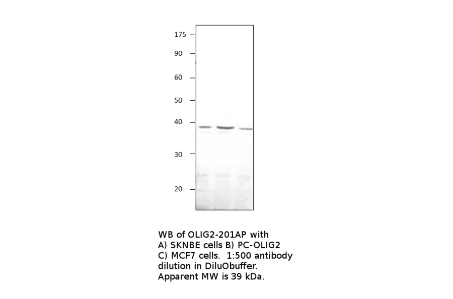Anti-Olig2 Antibody from FabGennix (OLIG2-201AP) - Antibodies.com