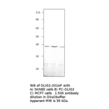 Anti-Olig2 Antibody from FabGennix (OLIG2-201AP) - Antibodies.com