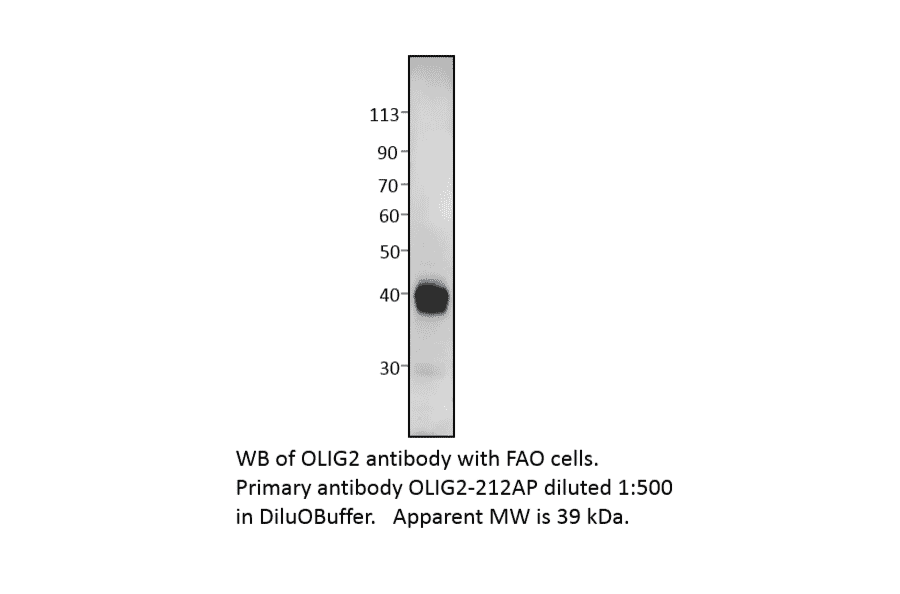 Anti-Olig2 Antibody from FabGennix (OLIG2-212AP) - Antibodies.com