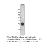 Anti-Olig2 Antibody from FabGennix (OLIG2-212AP) - Antibodies.com