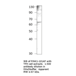 Anti-PINK1 Antibody from FabGennix (PINK1-101AP) - Antibodies.com