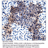 Anti-PODXL Antibody from FabGennix (PODXL-112AP) - Antibodies.com