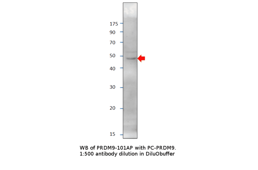 Anti-PRDM9 Antibody from FabGennix (PRDM9-901AP) - Antibodies.com
