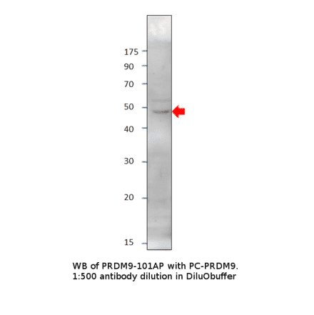 Anti-PRDM9 Antibody from FabGennix (PRDM9-901AP) - Antibodies.com