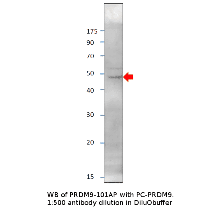 Anti-PRDM9 Antibody from FabGennix (PRDM9-901AP) - Antibodies.com