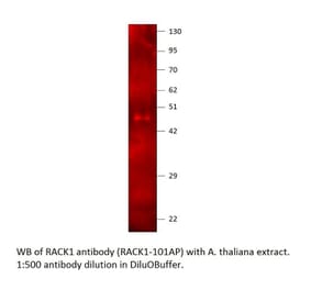 Anti-RACK1 Antibody from FabGennix (RACK1-101AP) - Antibodies.com
