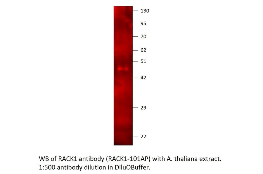 Anti-RACK1 Antibody from FabGennix (RACK1-101AP) - Antibodies.com