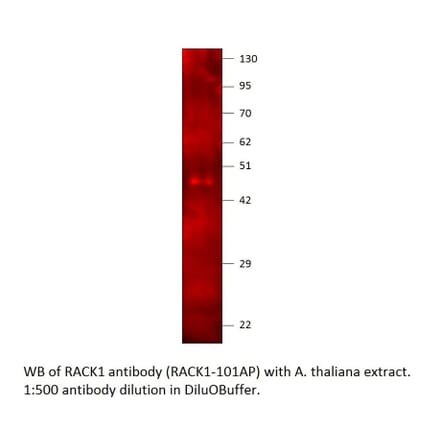 Anti-RACK1 Antibody from FabGennix (RACK1-101AP) - Antibodies.com