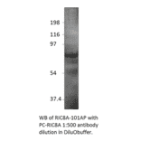 Anti-RIC8A Antibody from FabGennix (RIC8A-101AP) - Antibodies.com
