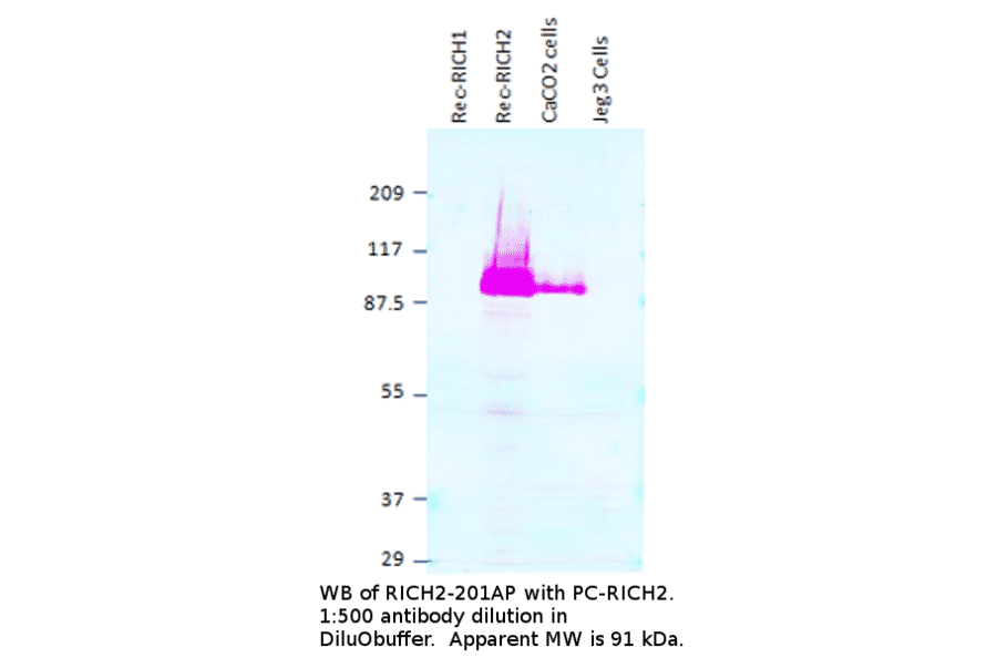 Anti-RICH2 Antibody from FabGennix (RICH2-201AP) - Antibodies.com
