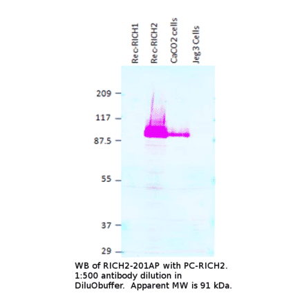 Anti-RICH2 Antibody from FabGennix (RICH2-201AP) - Antibodies.com