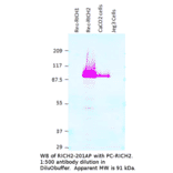 Anti-RICH2 Antibody from FabGennix (RICH2-201AP) - Antibodies.com