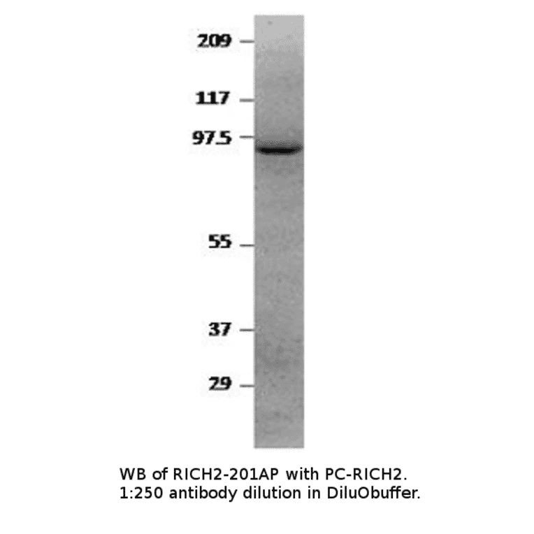 Anti-RICH2 Antibody from FabGennix (RICH2-201AP) - Antibodies.com