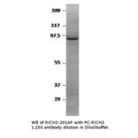 Anti-RICH2 Antibody from FabGennix (RICH2-201AP) - Antibodies.com