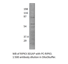 Anti-RIPK3 Antibody from FabGennix (RIPK3-301AP) - Antibodies.com