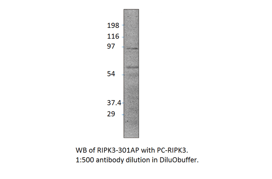 Anti-RIPK3 Antibody from FabGennix (RIPK3-301AP) - Antibodies.com