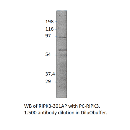 Anti-RIPK3 Antibody from FabGennix (RIPK3-301AP) - Antibodies.com