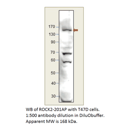 Anti-ROCK2 Antibody from FabGennix (ROCK2-201AP) - Antibodies.com