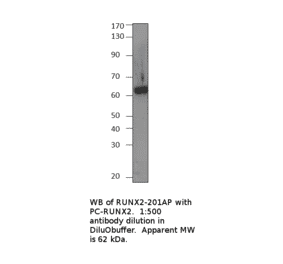 Anti-RUNX2 Antibody from FabGennix (RUNX2-201AP) - Antibodies.com