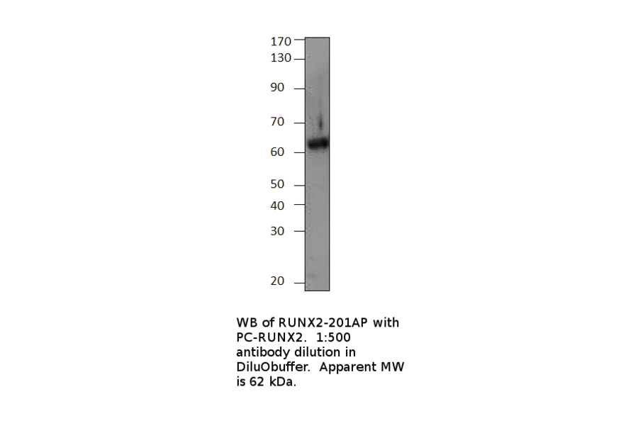 Anti-RUNX2 Antibody from FabGennix (RUNX2-201AP) - Antibodies.com
