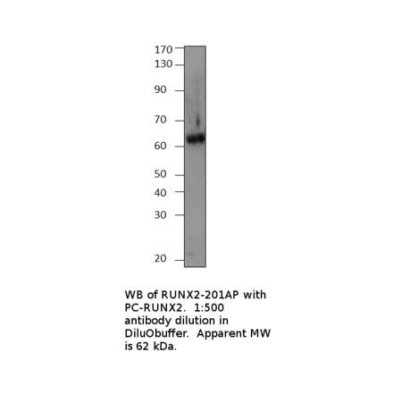 Anti-RUNX2 Antibody from FabGennix (RUNX2-201AP) - Antibodies.com