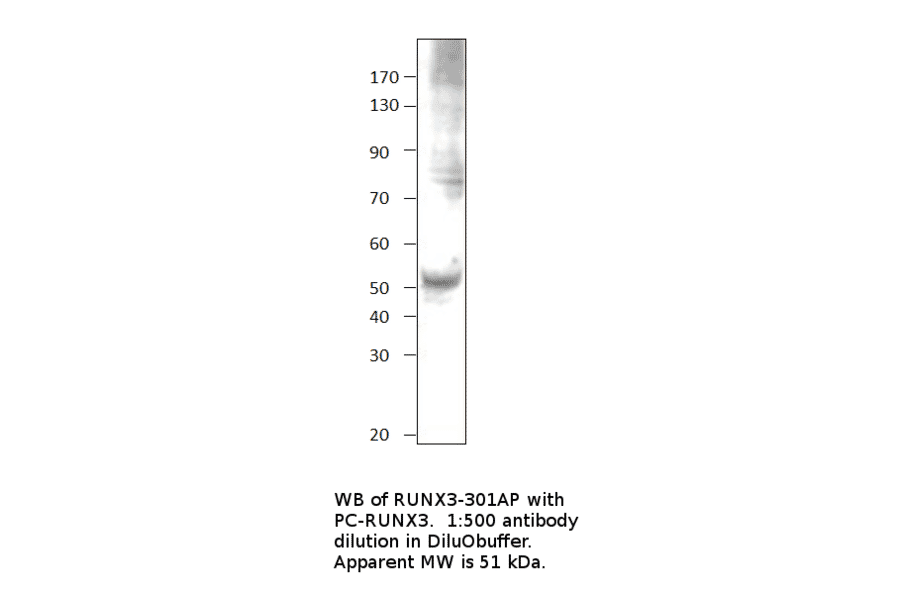 Anti-RUNX3 Antibody from FabGennix (RUNX3-301AP) - Antibodies.com