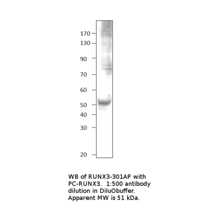 Anti-RUNX3 Antibody from FabGennix (RUNX3-301AP) - Antibodies.com