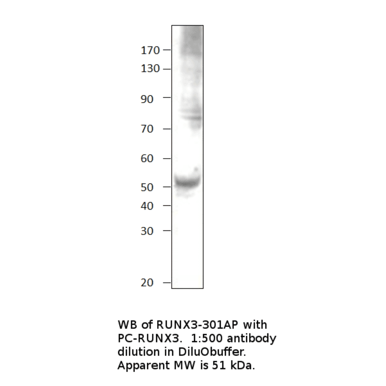 Anti-RUNX3 Antibody from FabGennix (RUNX3-301AP) - Antibodies.com