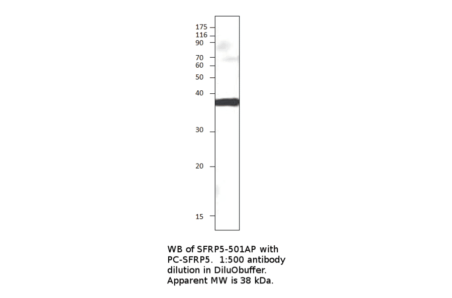 Anti-SFRP5 Antibody from FabGennix (SFRP5-501AP) - Antibodies.com