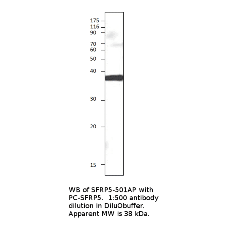 Anti-SFRP5 Antibody from FabGennix (SFRP5-501AP) - Antibodies.com