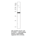 Anti-SFRP5 Antibody from FabGennix (SFRP5-501AP) - Antibodies.com