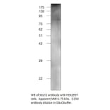 Anti-SGLT2 Antibody from FabGennix (SGLT2-201AP) - Antibodies.com