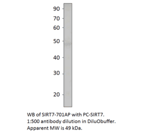 Anti-SIRT7 Antibody from FabGennix (SIRT7-701AP) - Antibodies.com