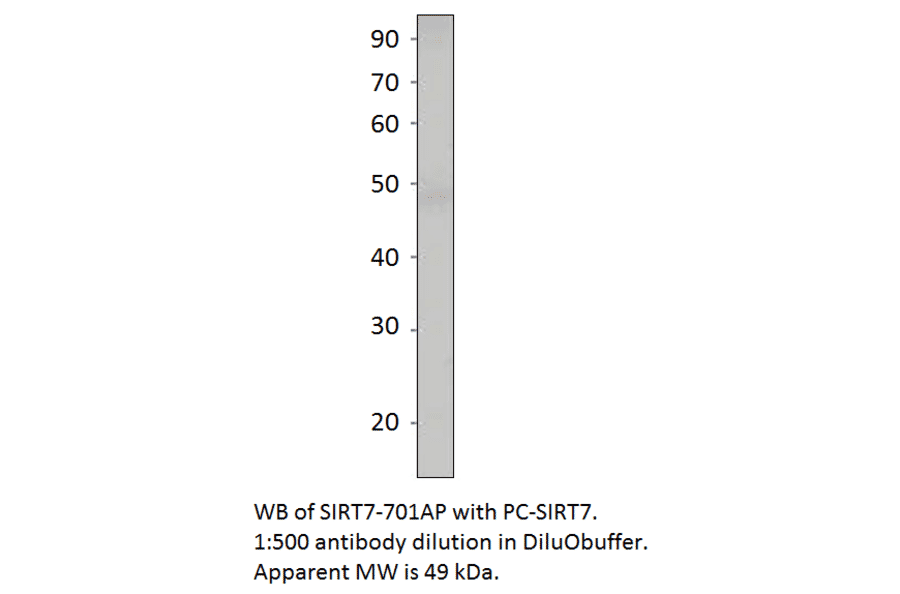 Anti-SIRT7 Antibody from FabGennix (SIRT7-701AP) - Antibodies.com