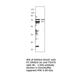 Anti-Smad4 Antibody from FabGennix (SMAD4-401AP) - Antibodies.com
