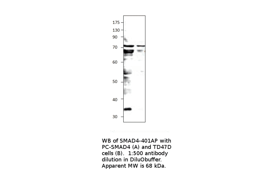 Anti-Smad4 Antibody from FabGennix (SMAD4-401AP) - Antibodies.com